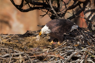 Bald-Eagle;Eagle;Eaglet;Feeding-Behavior;Haliaeetus-leucocephalus;Nest;One;aerie